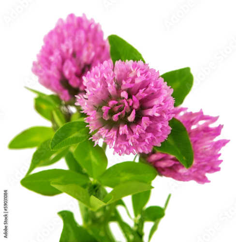 clover flowers isolated