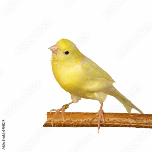 Yellow canary Serinus canaria isolated on white background photo