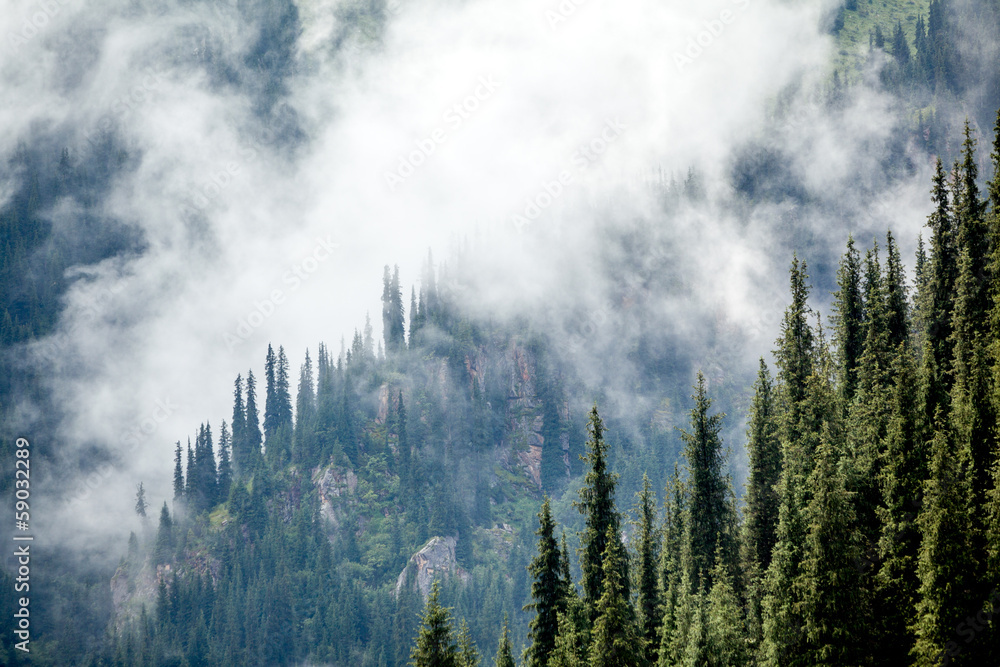 Fir trees covered in fog