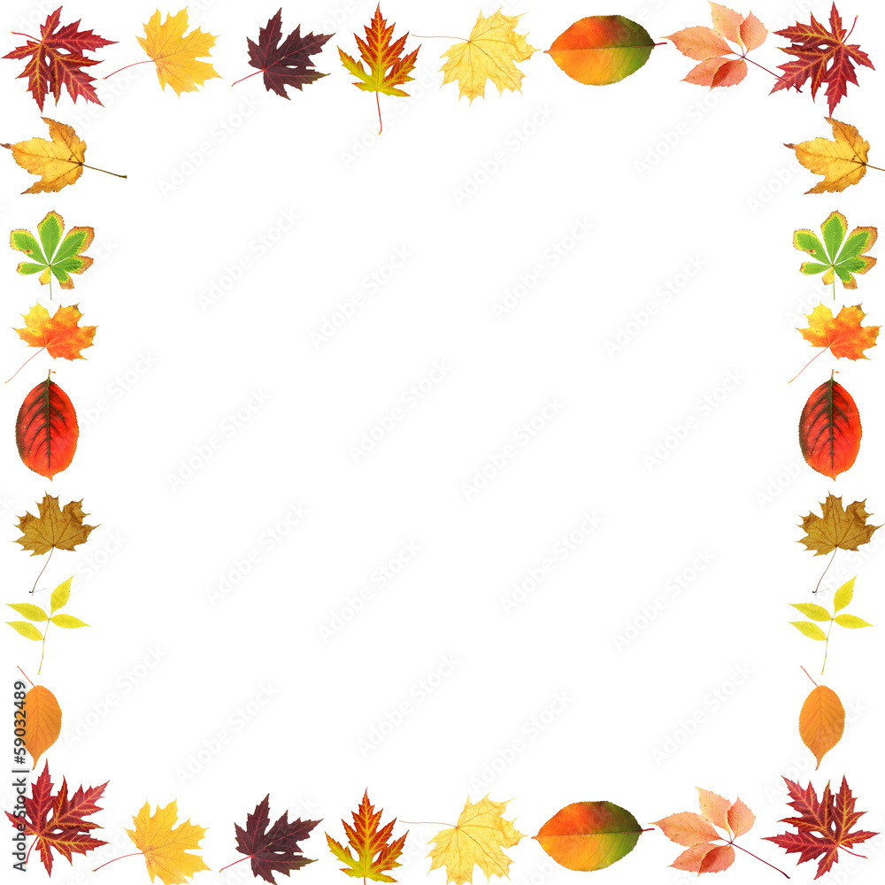 Frame of beautiful colored autumn leaves isolated on white Frame of beautiful colored autumn leaves isolated on white