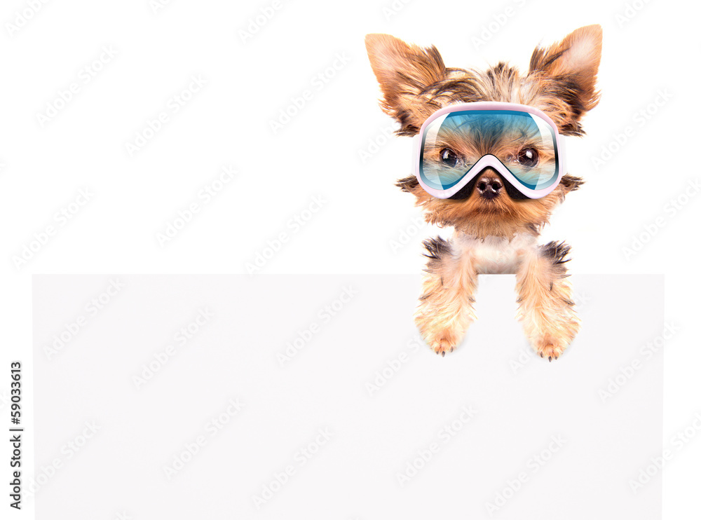 dog with ski mask above billboard