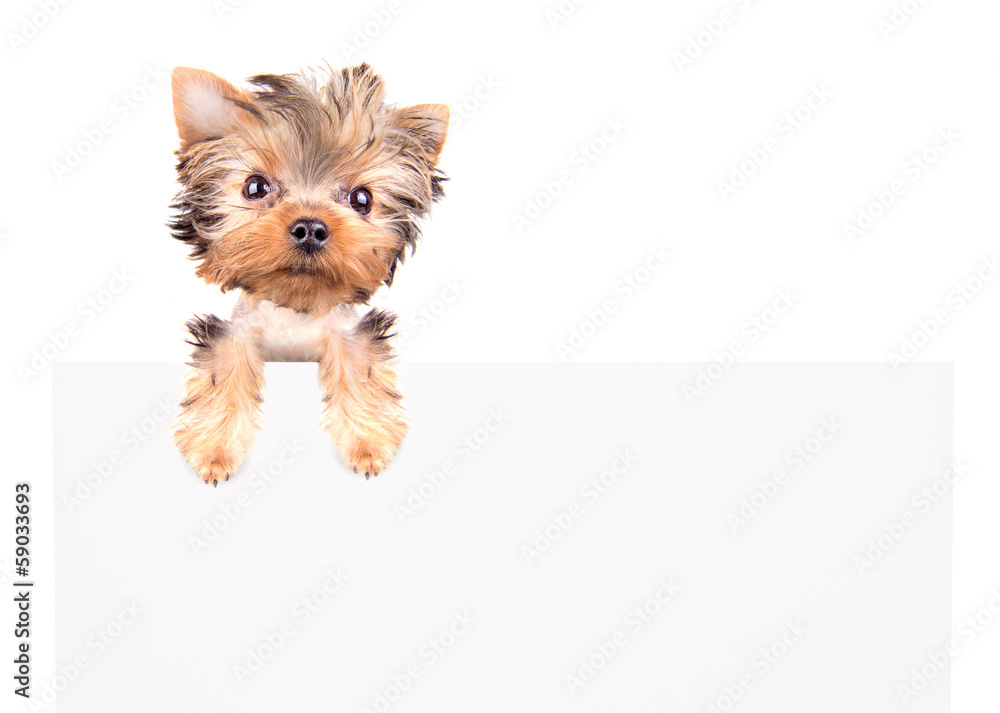 charming Puppy above billboard