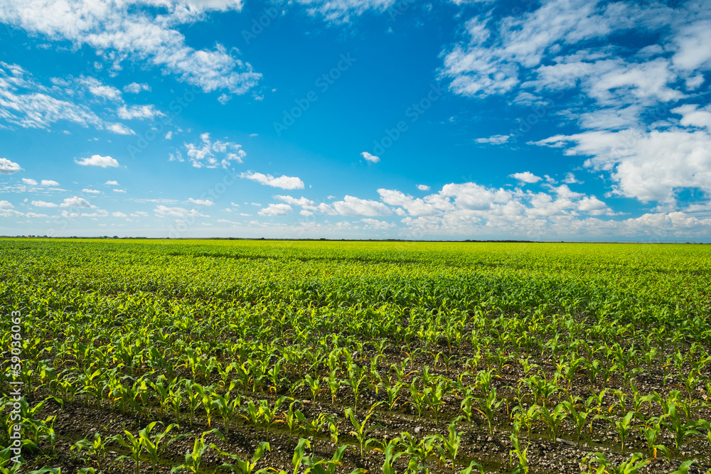 Agriculture Agriculture