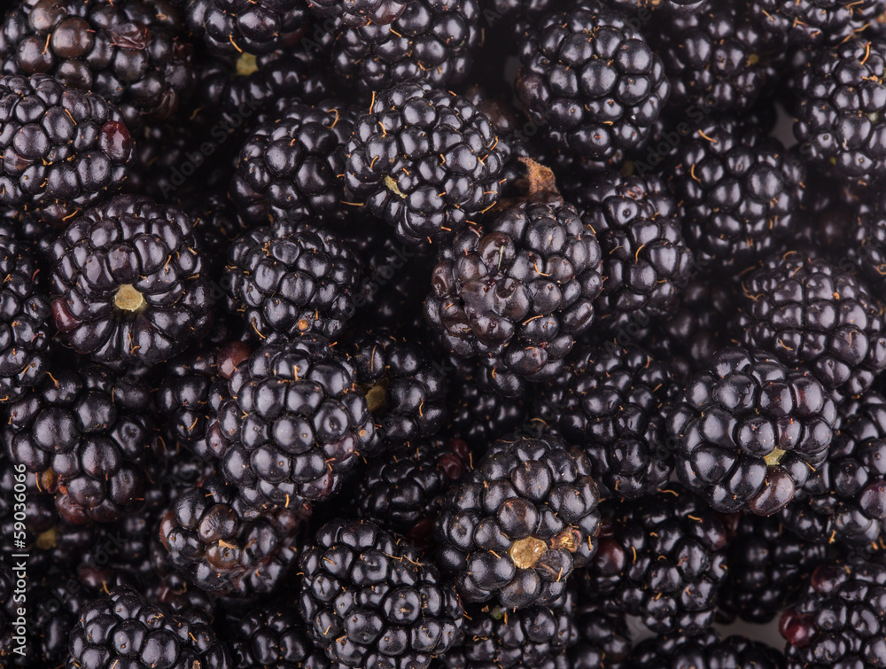 blackberries blackberries