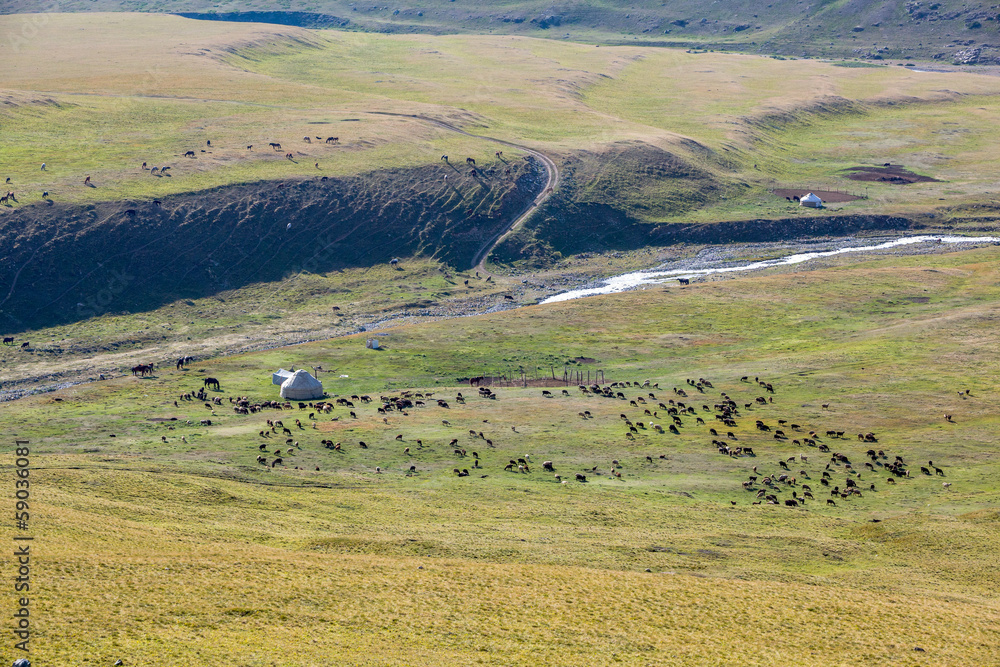 Fototapeta premium Livestock pasturing near yurt