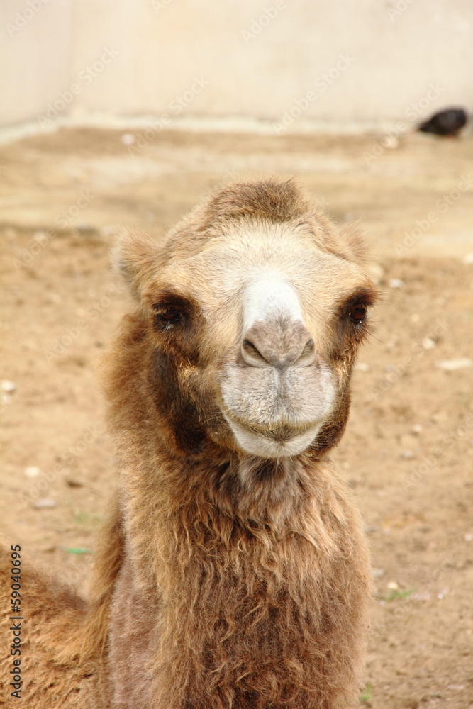 Obraz premium Camel.