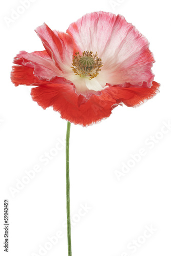 Fototapeta Naklejka Na Ścianę i Meble -  poppy