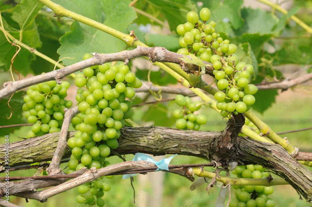green grapes on vine green grapes on vine
