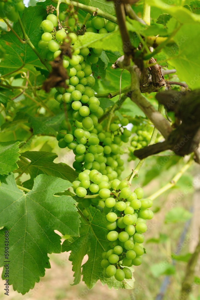 Bunch of green grapes on vine Bunch of green grapes on vine