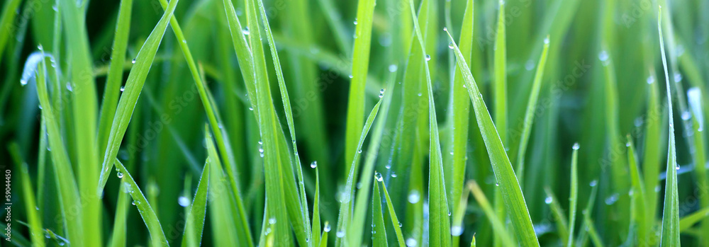 Green grass with morning dew - obrazy, fototapety, plakaty 