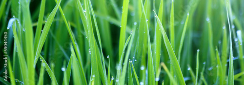 Green grass with morning dew