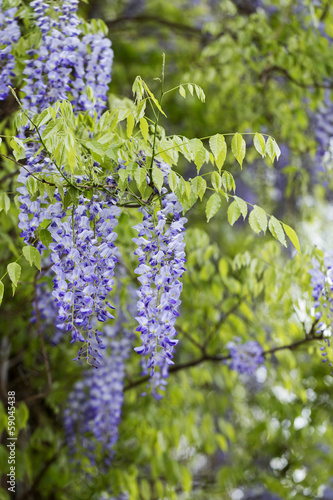 Blauregen Wisteria Sinensis - vertikal photo