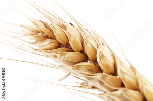Barley ear over a white background