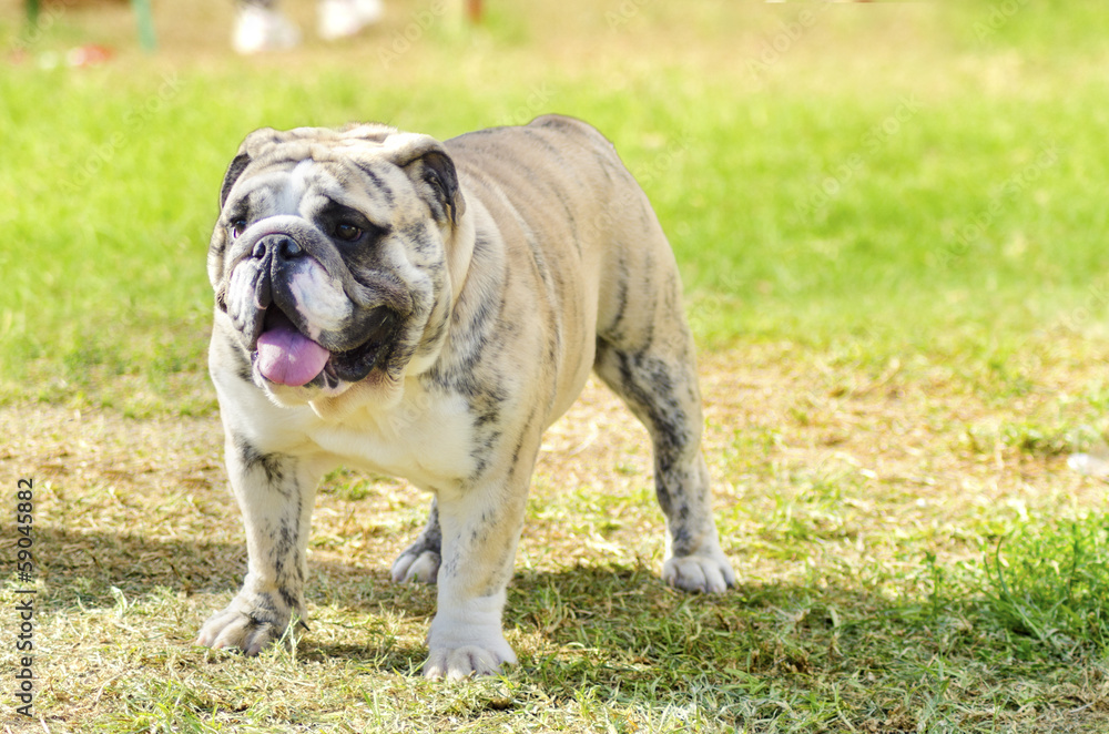 Obraz premium English Bulldog