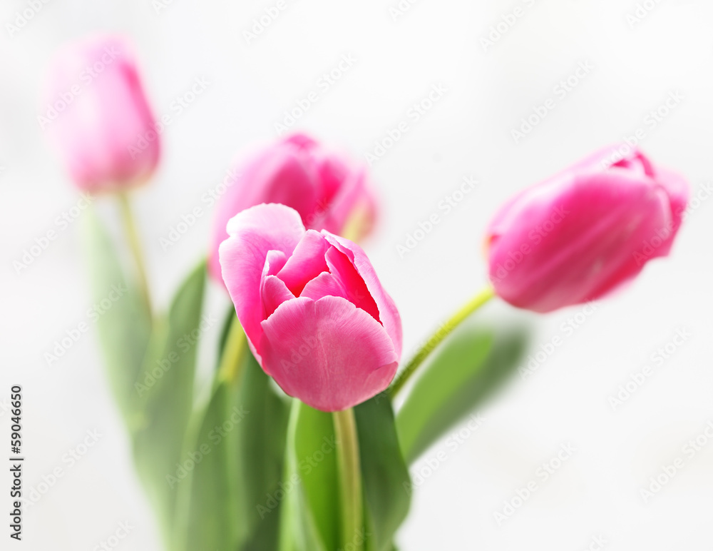 Fototapeta premium tulip on white background