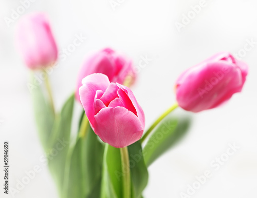 tulip on white background #59046650