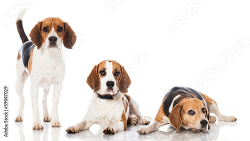 Drei Beagles © DoraZett