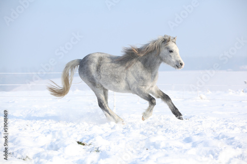 Gorgeous welsh mountain pony running in winter