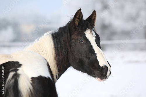 Fototapeta Naklejka Na Ścianę i Meble -  Young paint horse mare in winter