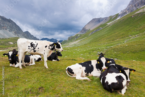 Mucche al pascolo, svizzera © Pixelshop