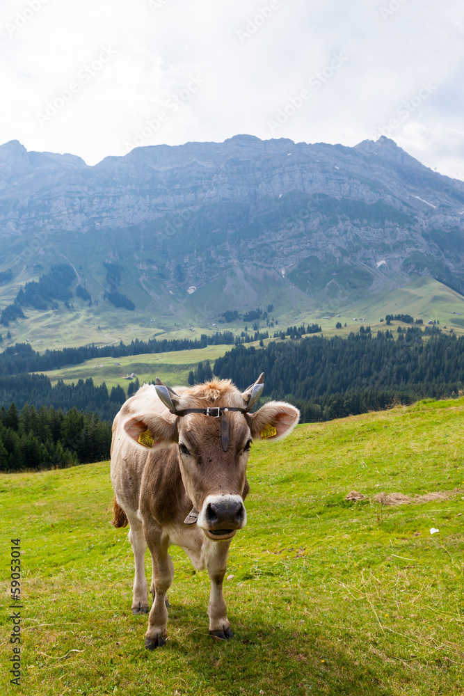 Mucca al pascolo, svizzera