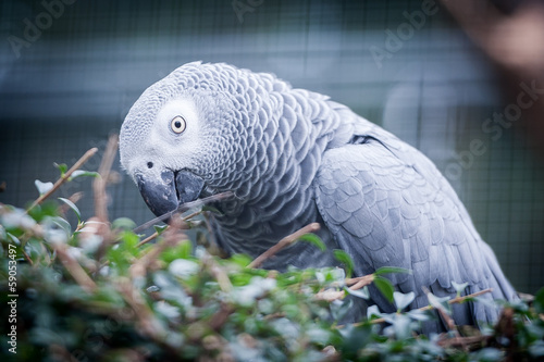 Portrait de perroquet gris du gabon