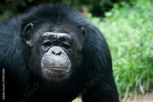 Portrait de chimpanzé