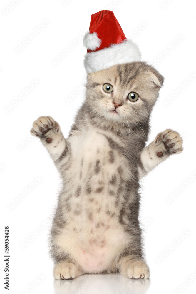 Funny cat in Santa Christmas hat Funny cat in Santa Christmas hat