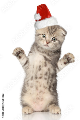 Funny cat in Santa Christmas hat © jagodka