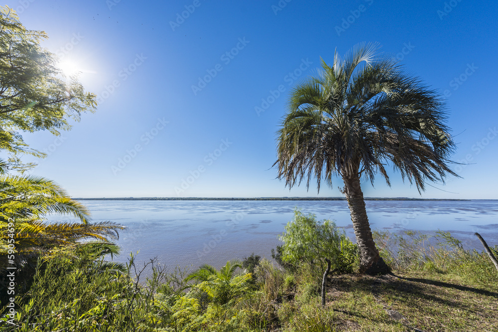 Obraz premium Palms on El Palmar National Park, Argentina