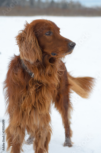 Setter in the snow. © subject