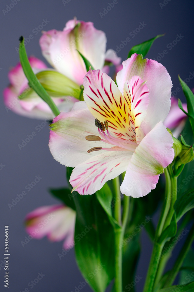 Alstroemeria