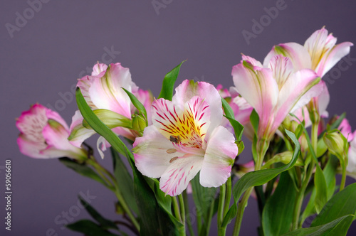 Alstroemeria