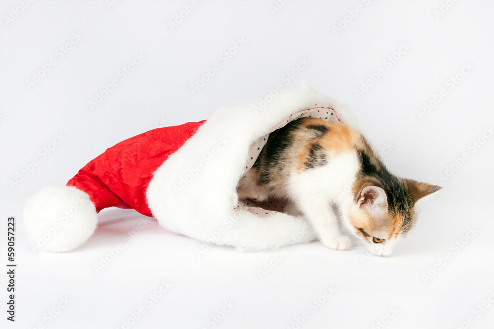 kitten in a santa hat. kitten in a santa hat.
