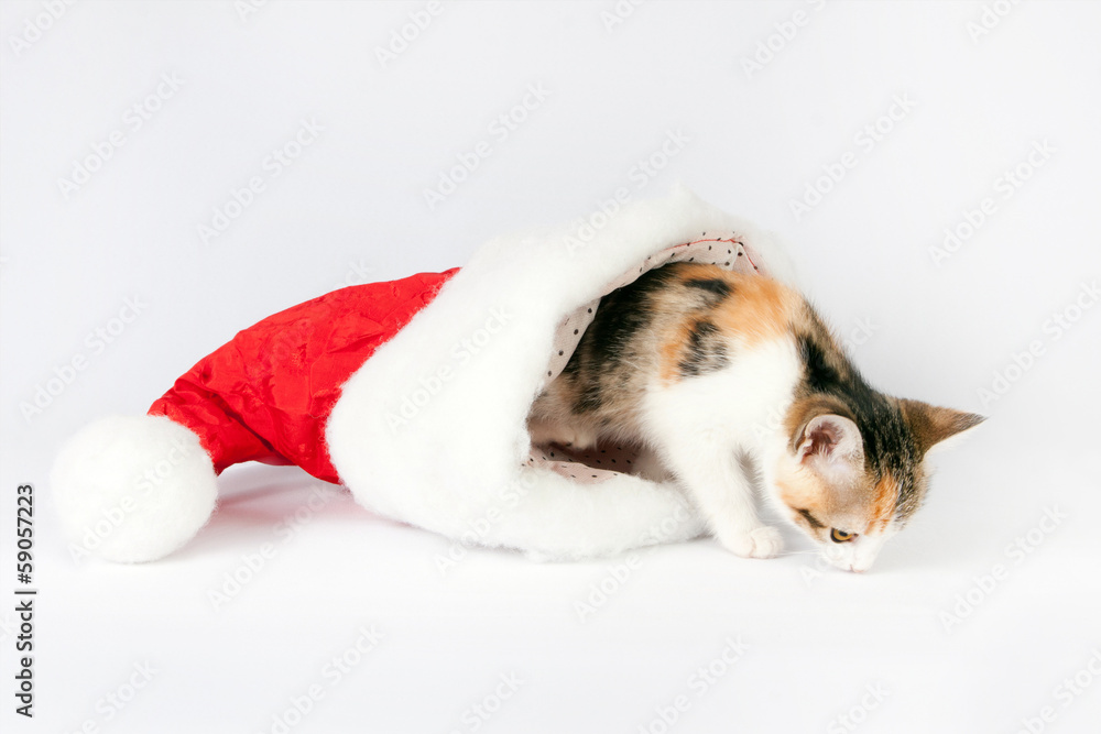 kitten in a santa hat.