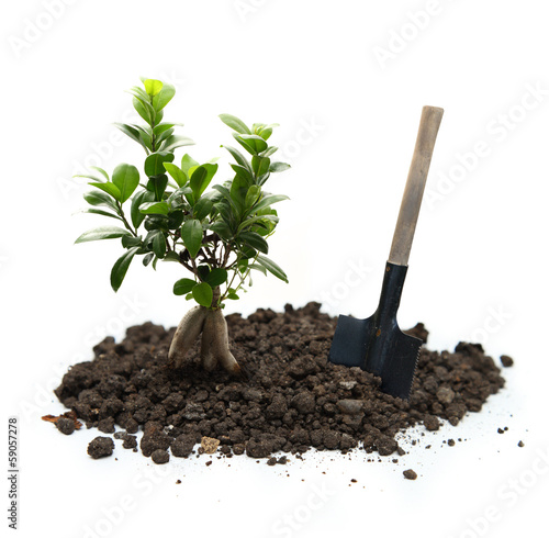 Ficus with soil and shovel