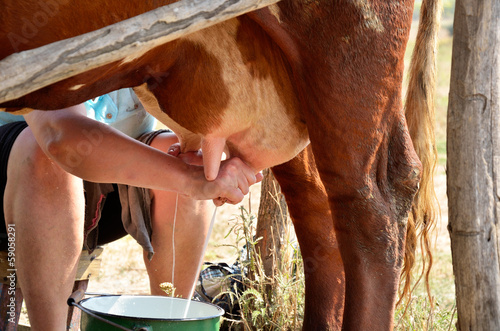 Tela milkmaid milking a cow close-up horizontal