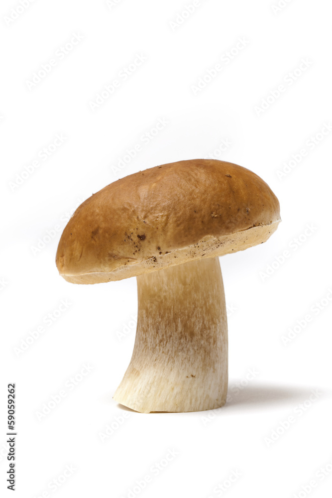 Boletus Edulis Mashroom Boletus Edulis Mashroom