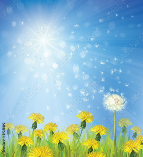 Vector of spring background with dandelions.