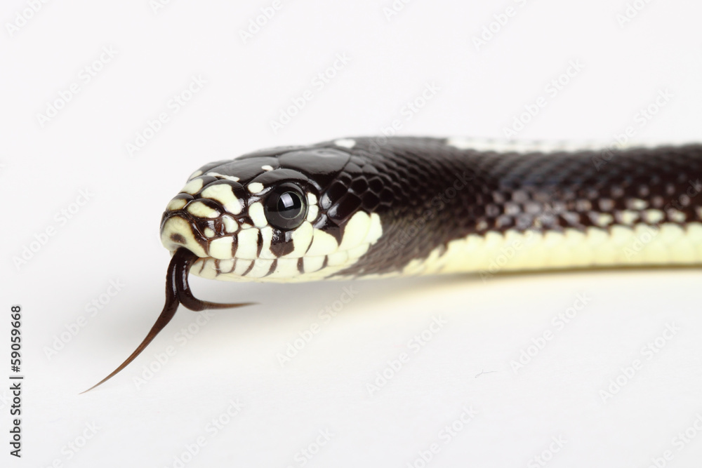 Naklejka premium black snake