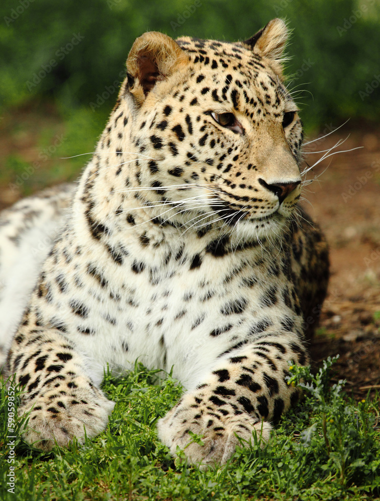 leopard leopard