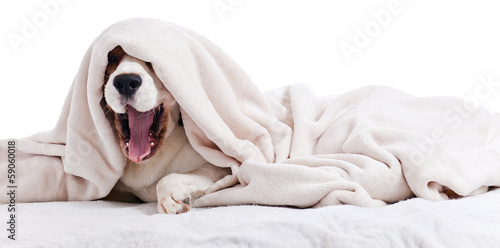 Tapety artystyczne yawning dog on white