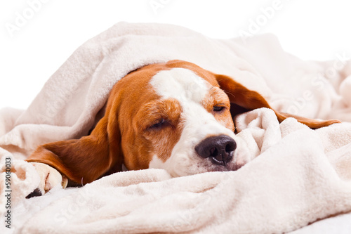 dog under a blanket on white © Igor Normann
