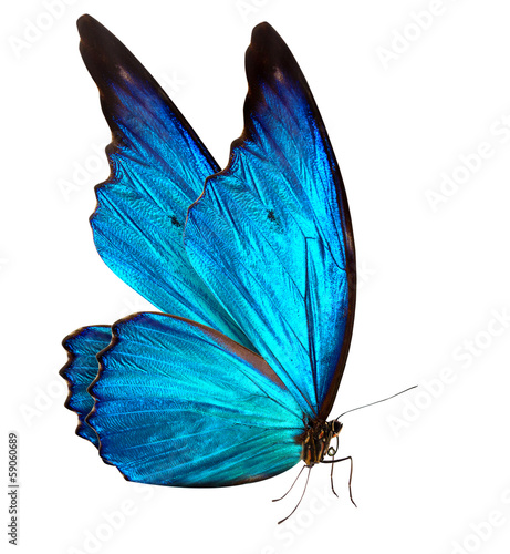 butterfly macro background © boule1301