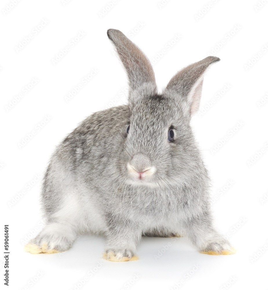 Obraz premium Rabbit