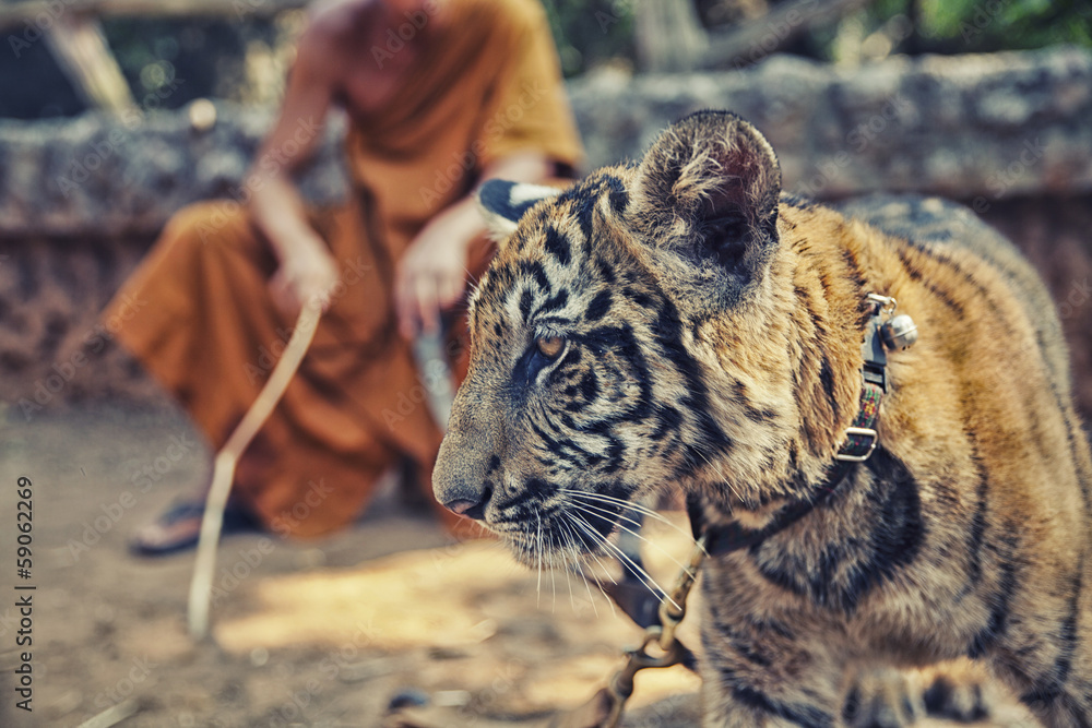 Fototapeta premium Tiger Cub with Monk