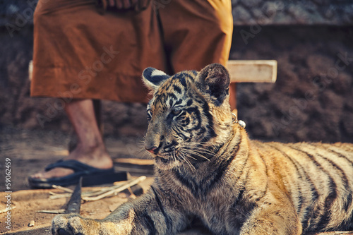 Fototapeta Naklejka Na Ścianę i Meble -  Tiger Cub with Monk