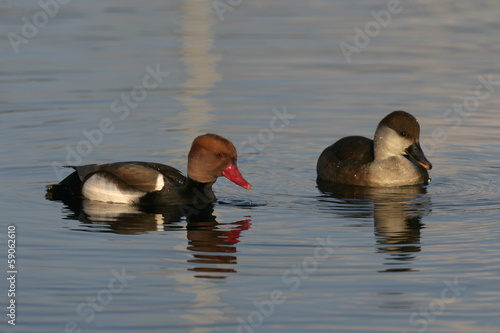 Red-crested pochard, Netta rufina photo