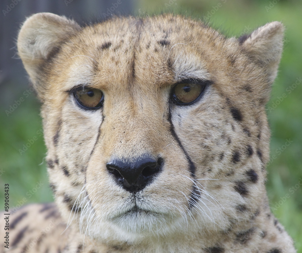 Cheetah Face Stock Photo | Adobe Stock