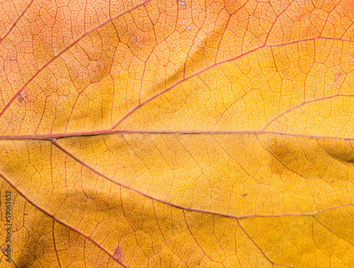Background of autumn leaves. macro
